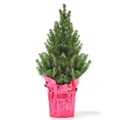 16" Live Potted Dwarf Alberta Spruce Tree
