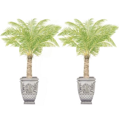 Urns & Palm Trees